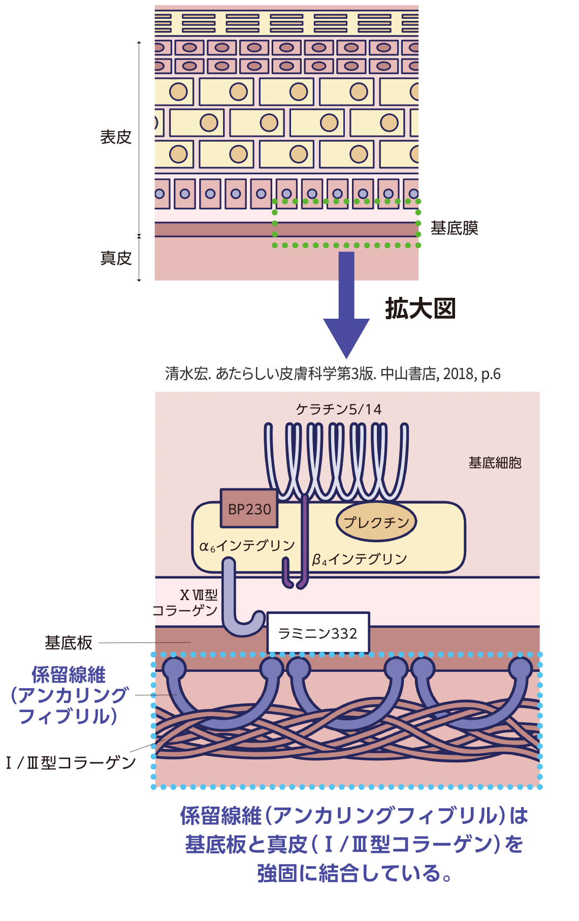 一般の皮膚構造図解 係留線維（アンカリングフィブリル）は基底板と真皮（Ⅰ/Ⅲ型コラーゲン）を強固に結合している。